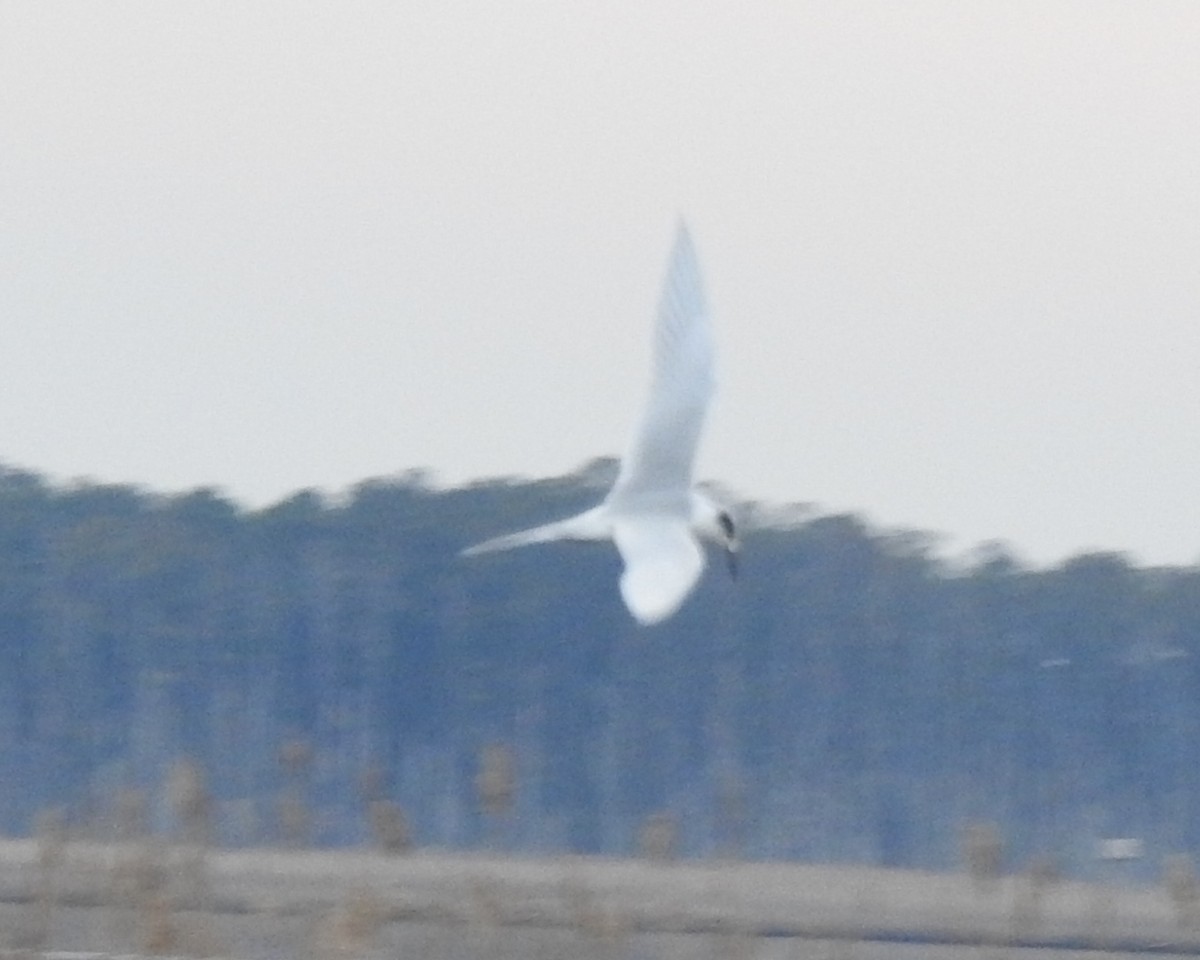 Forster's Tern - ML613102068