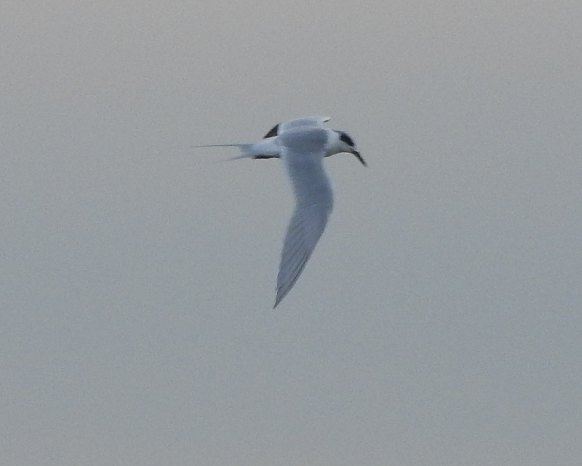 Forster's Tern - ML613102069