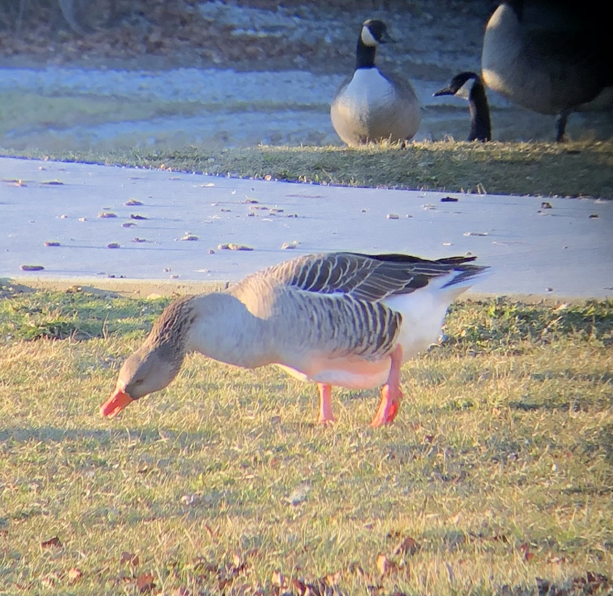 Graylag Goose (Domestic type) - ML613102170