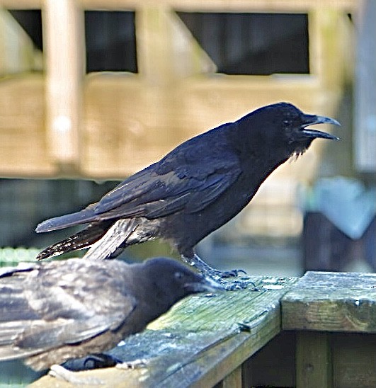 American Crow - ML613102172