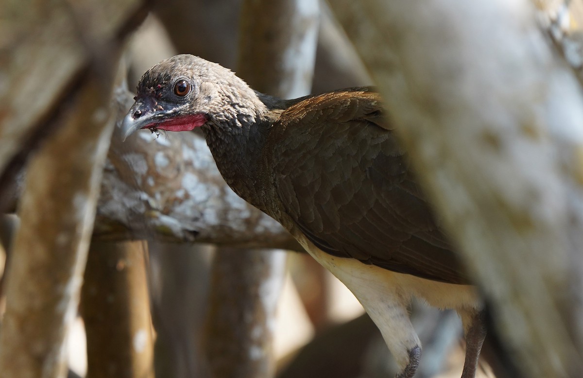 White-bellied Chachalaca - ML613102293