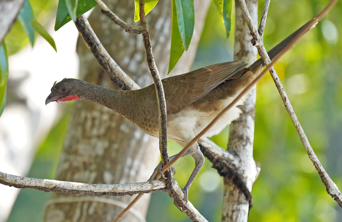 White-bellied Chachalaca - ML613102300