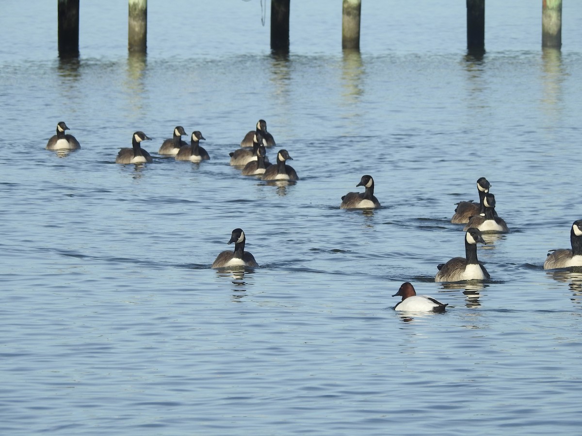 Canada Goose - ML613102349