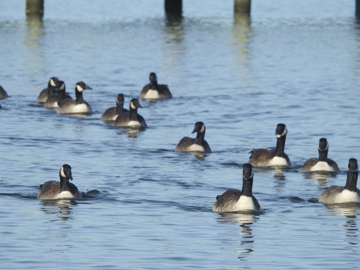 Canada Goose - ML613102353