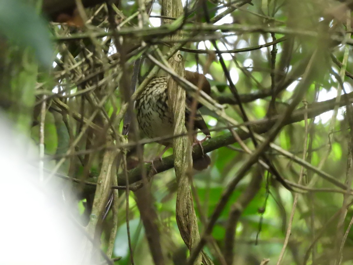 Short-tailed Antthrush - ML613102400