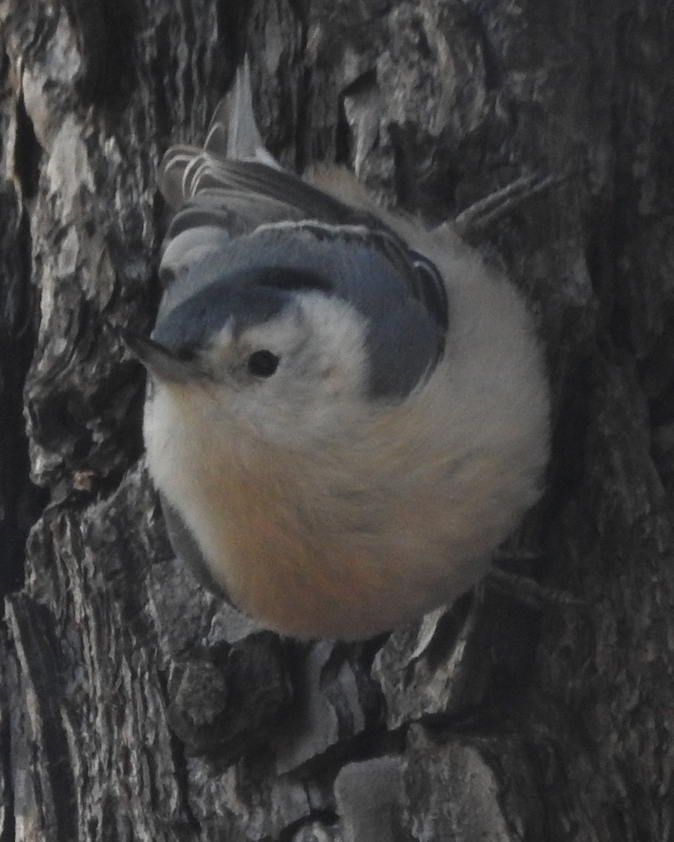 White-breasted Nuthatch - ML613102604