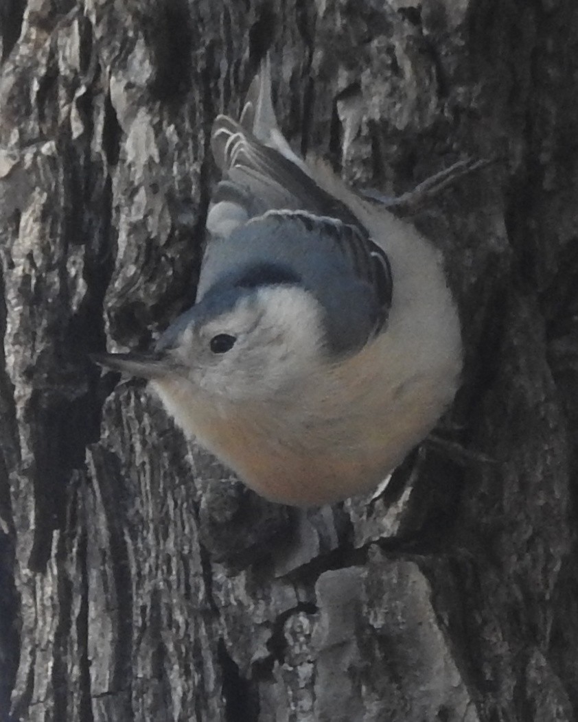 White-breasted Nuthatch - ML613102605