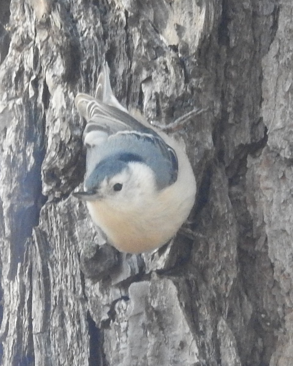 White-breasted Nuthatch - ML613102606