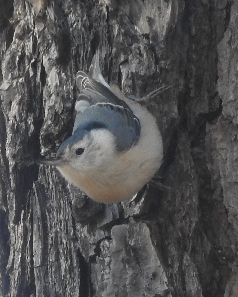 White-breasted Nuthatch - ML613102607