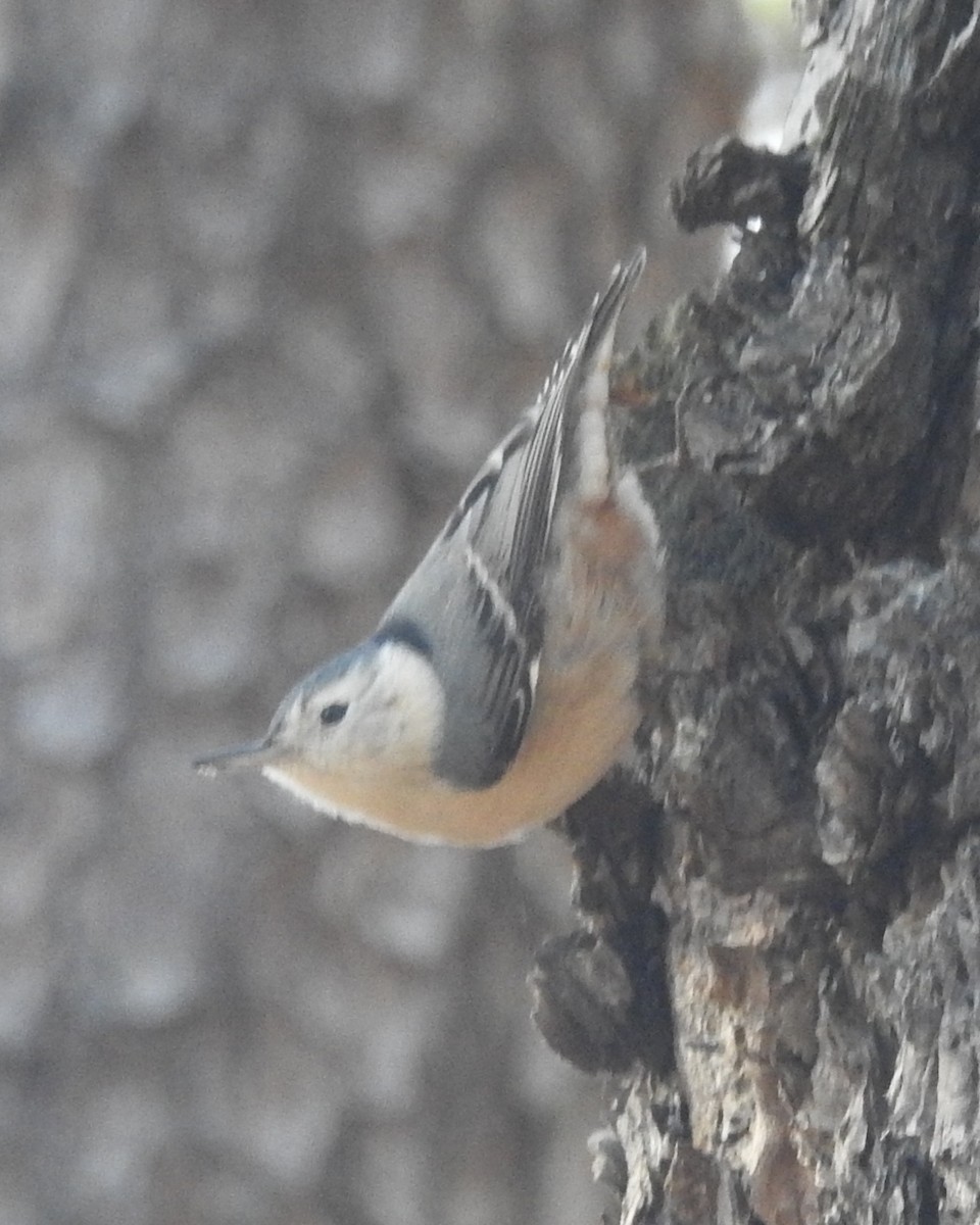 White-breasted Nuthatch - ML613102608