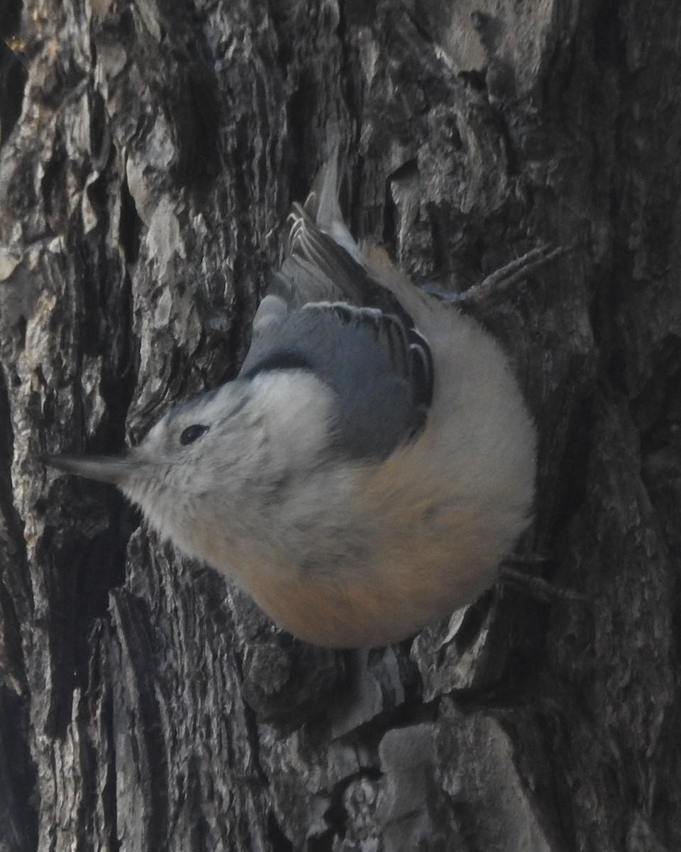 White-breasted Nuthatch - ML613102609