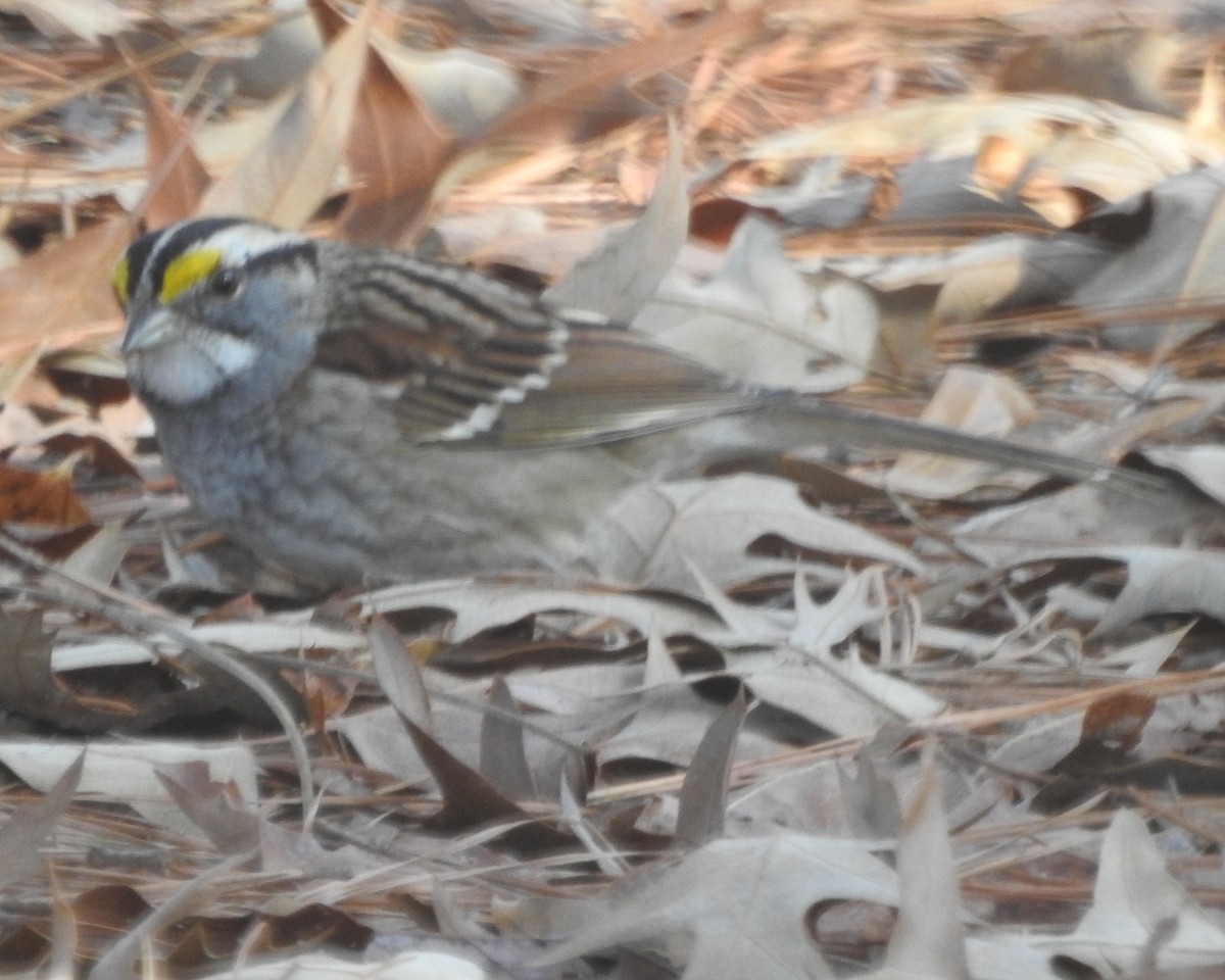 White-throated Sparrow - ML613102697