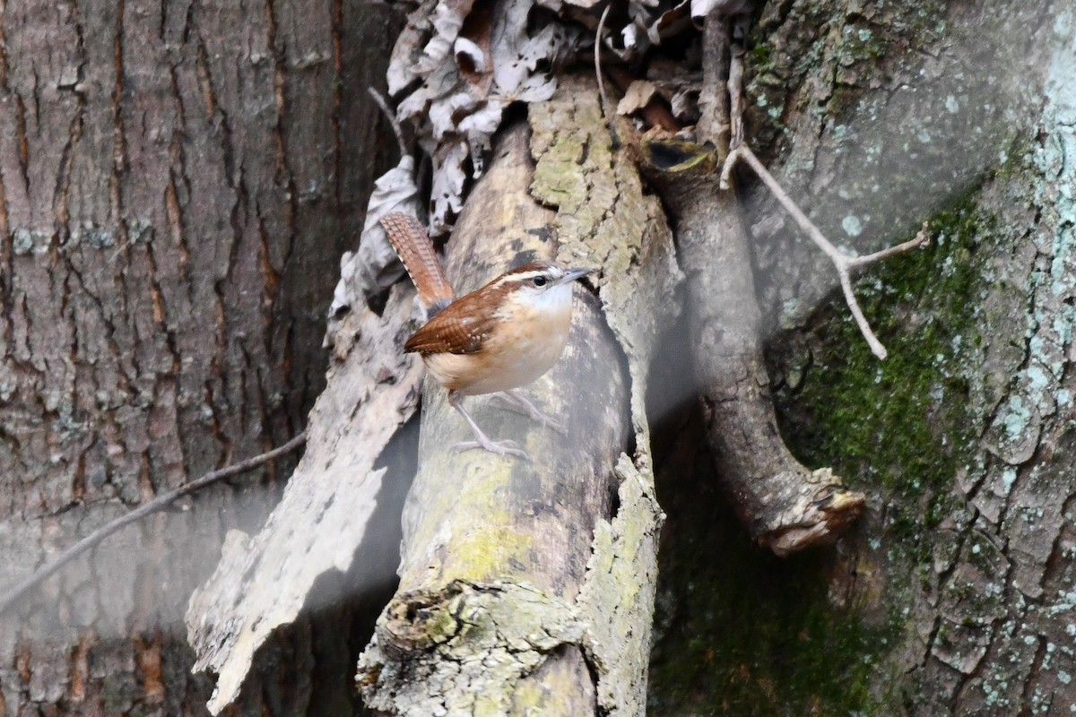 Carolina Wren - ML613102741