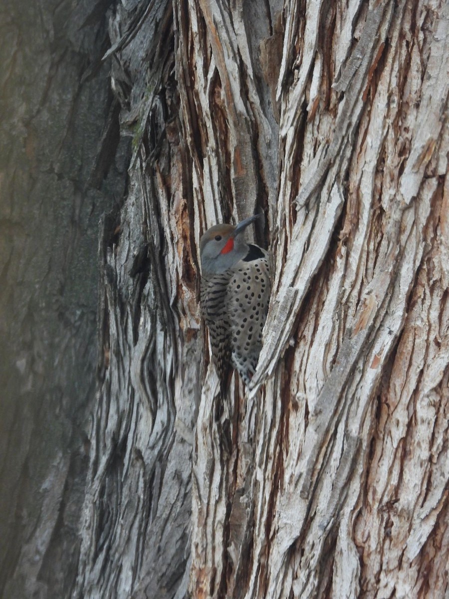 Northern Flicker (Red-shafted) - ML613102761