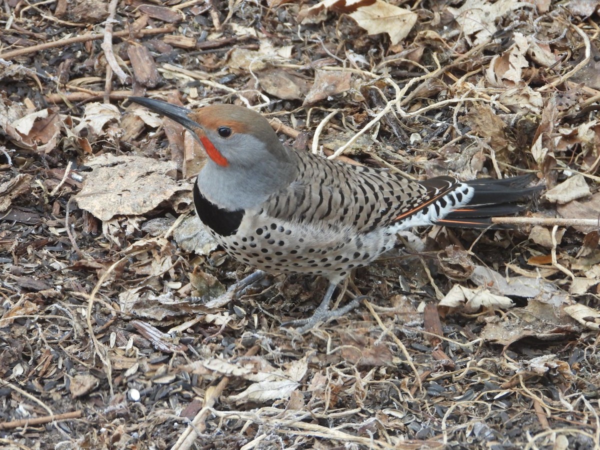 Northern Flicker (Red-shafted) - ML613102777