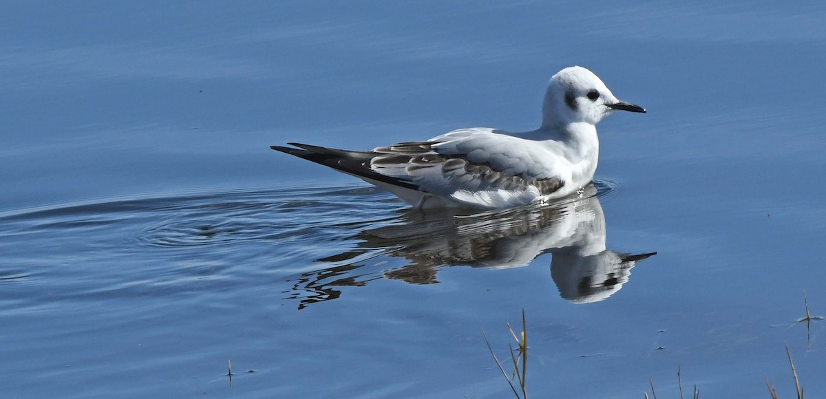 Bonaparte's Gull - ML613102778