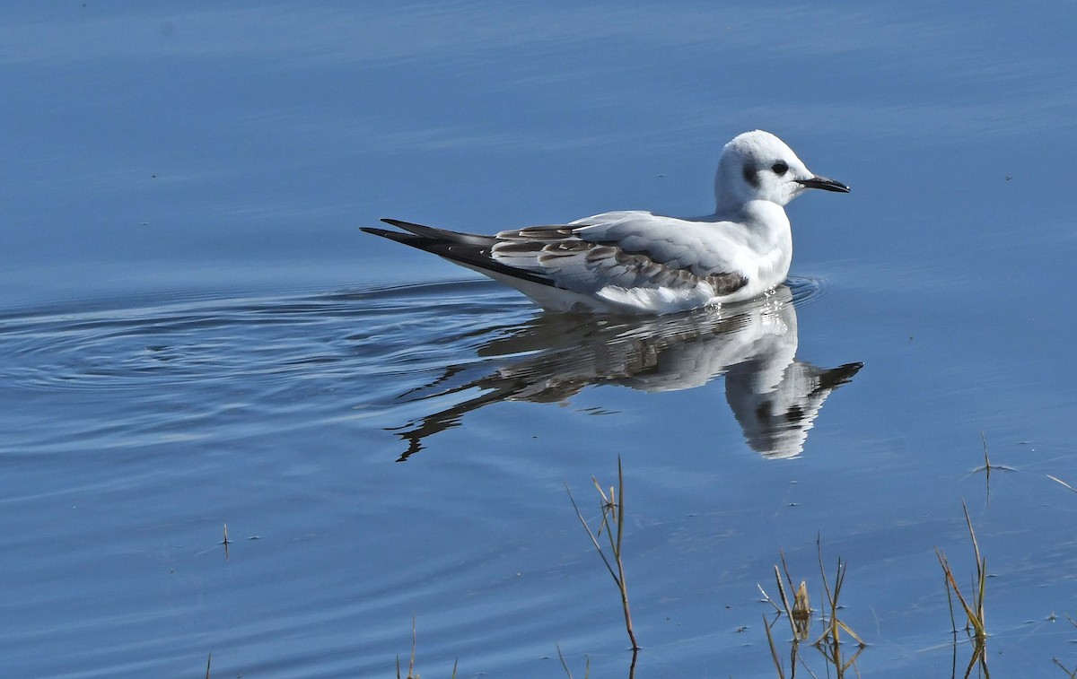 Mouette de Bonaparte - ML613102780