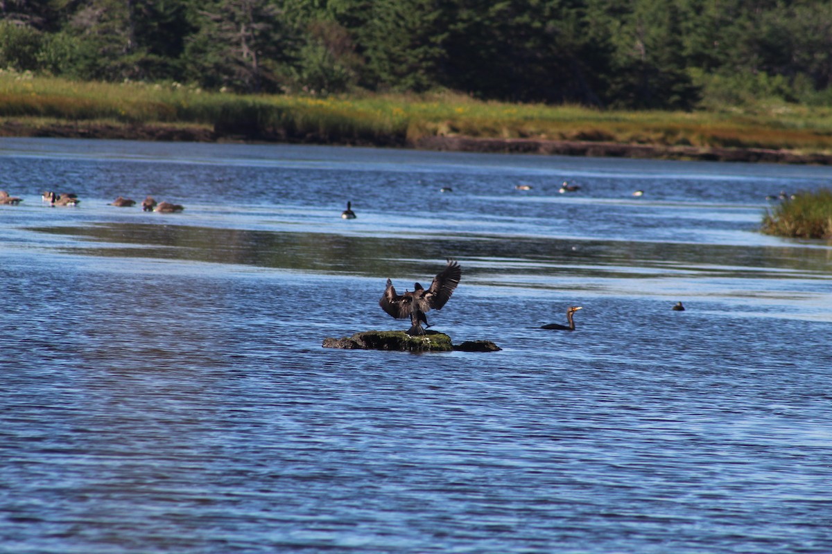 Double-crested Cormorant - ML613102884