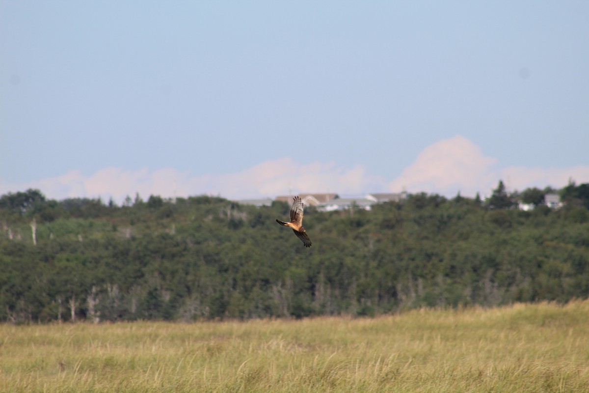 Northern Harrier - ML613102908