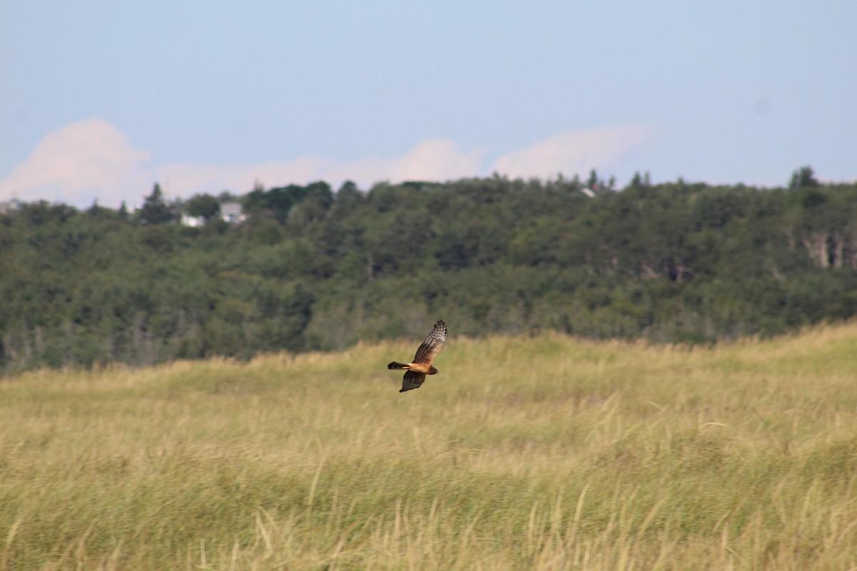 Northern Harrier - ML613102910