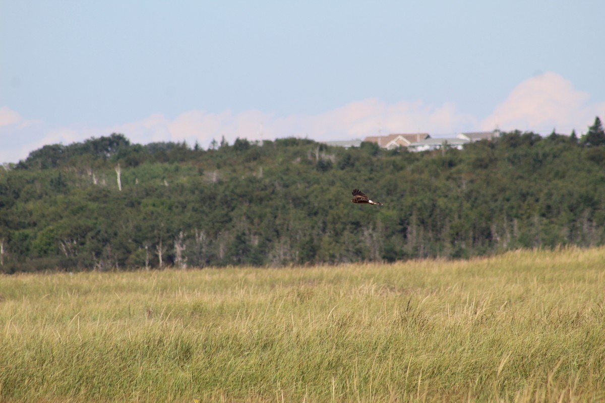 Northern Harrier - ML613102911