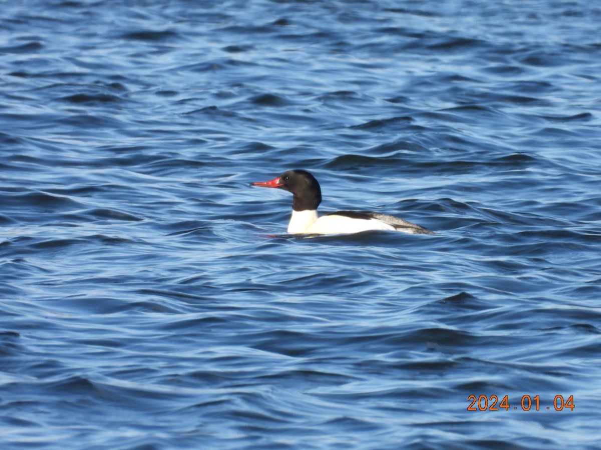 Common Merganser - ML613103016