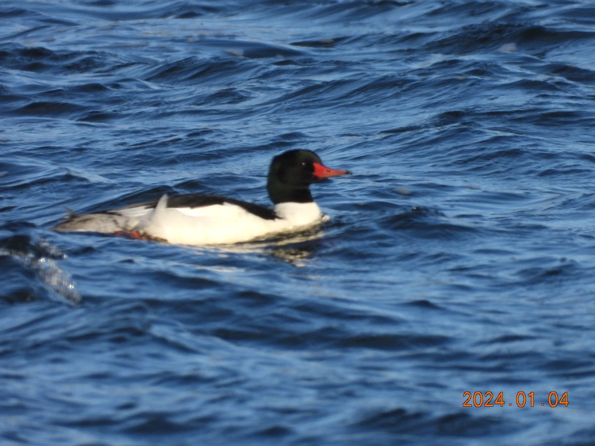 Common Merganser - ML613103017