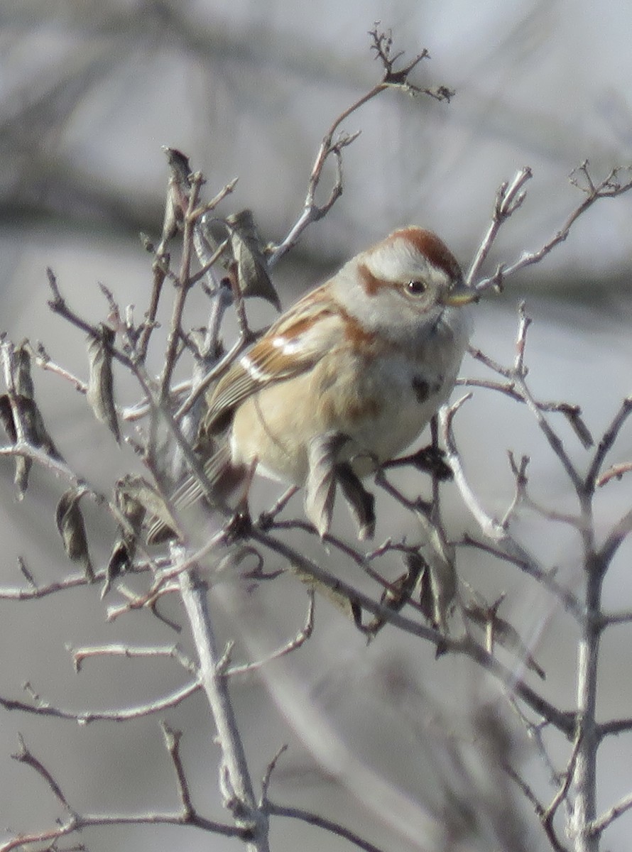 American Tree Sparrow - Gregg Friesen