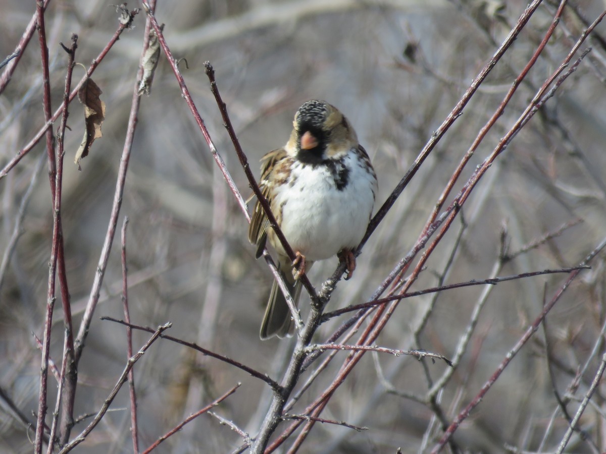 Harris's Sparrow - ML613103260