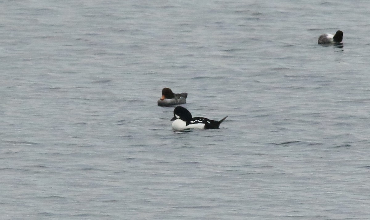 Barrow's Goldeneye - ML613103377