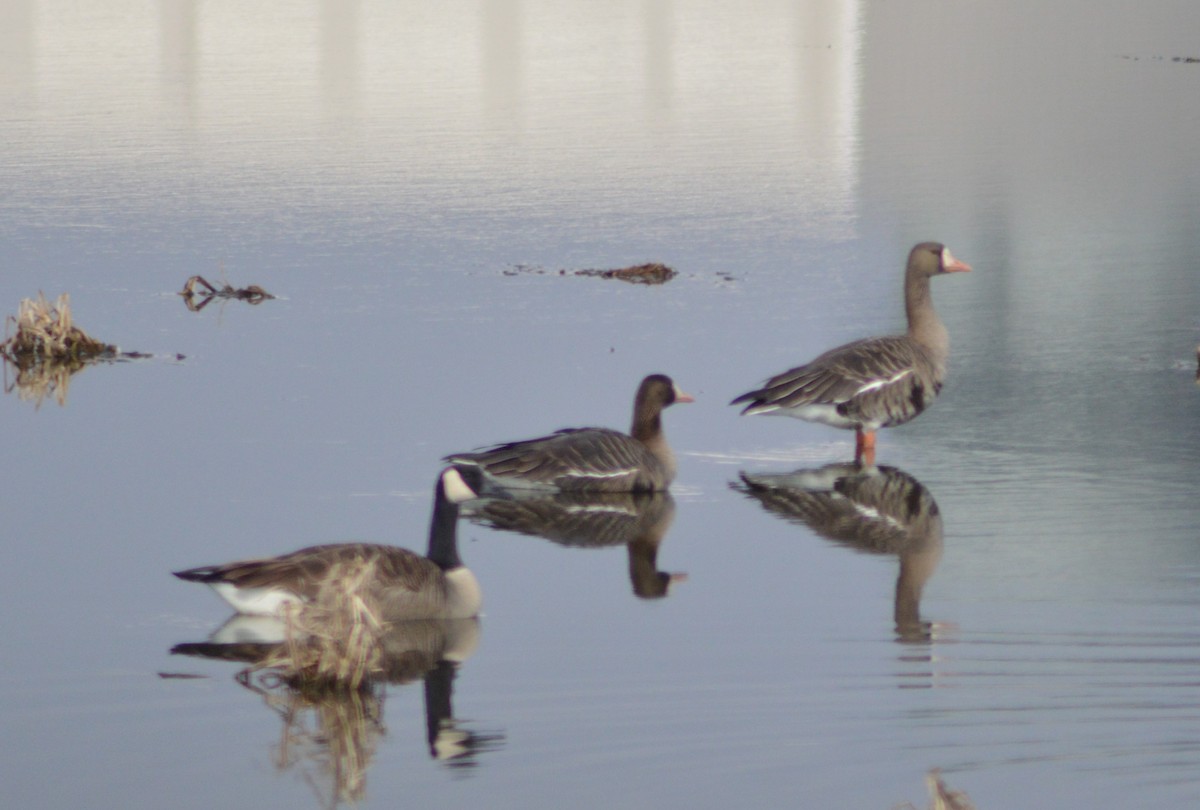 Greater White-fronted Goose - ML613103395