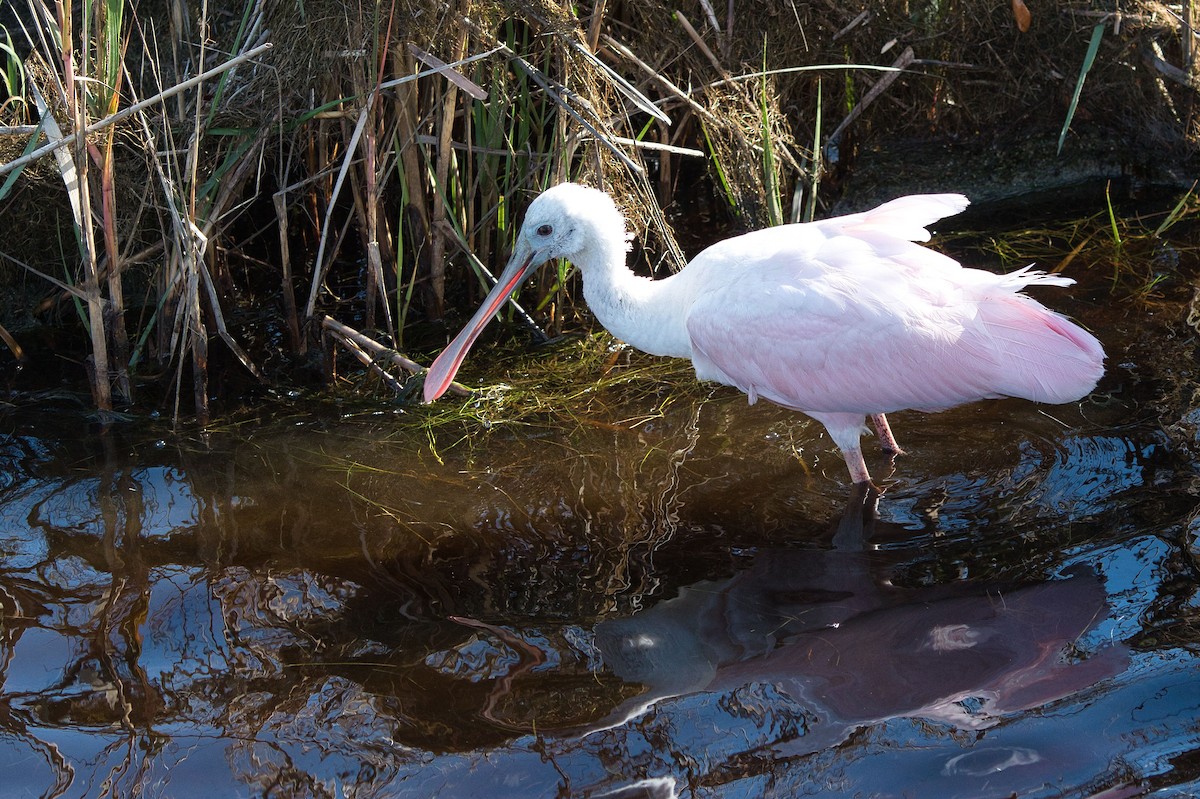 Roseate Spoonbill - ML613103439