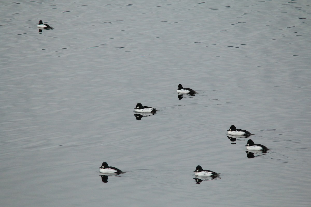 Common Goldeneye - ML613103468