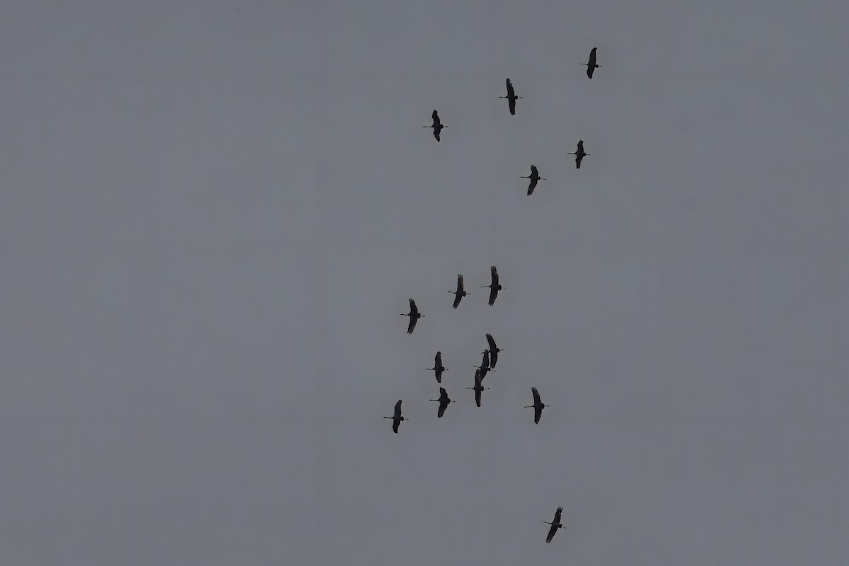 Sandhill Crane - ML613103554