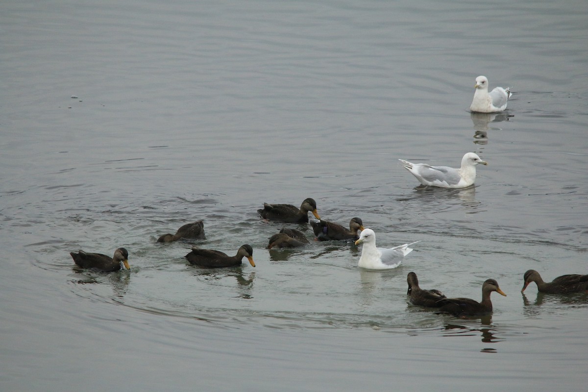 American Black Duck - ML613103565