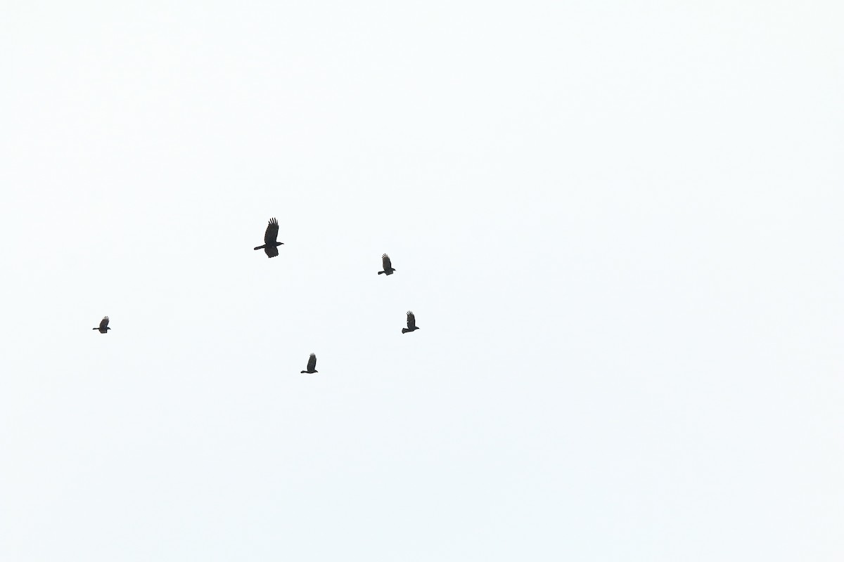 American Crow - ML613103590