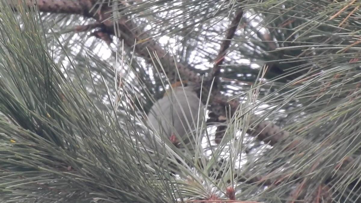 Pine Grosbeak - Betsy Taylor