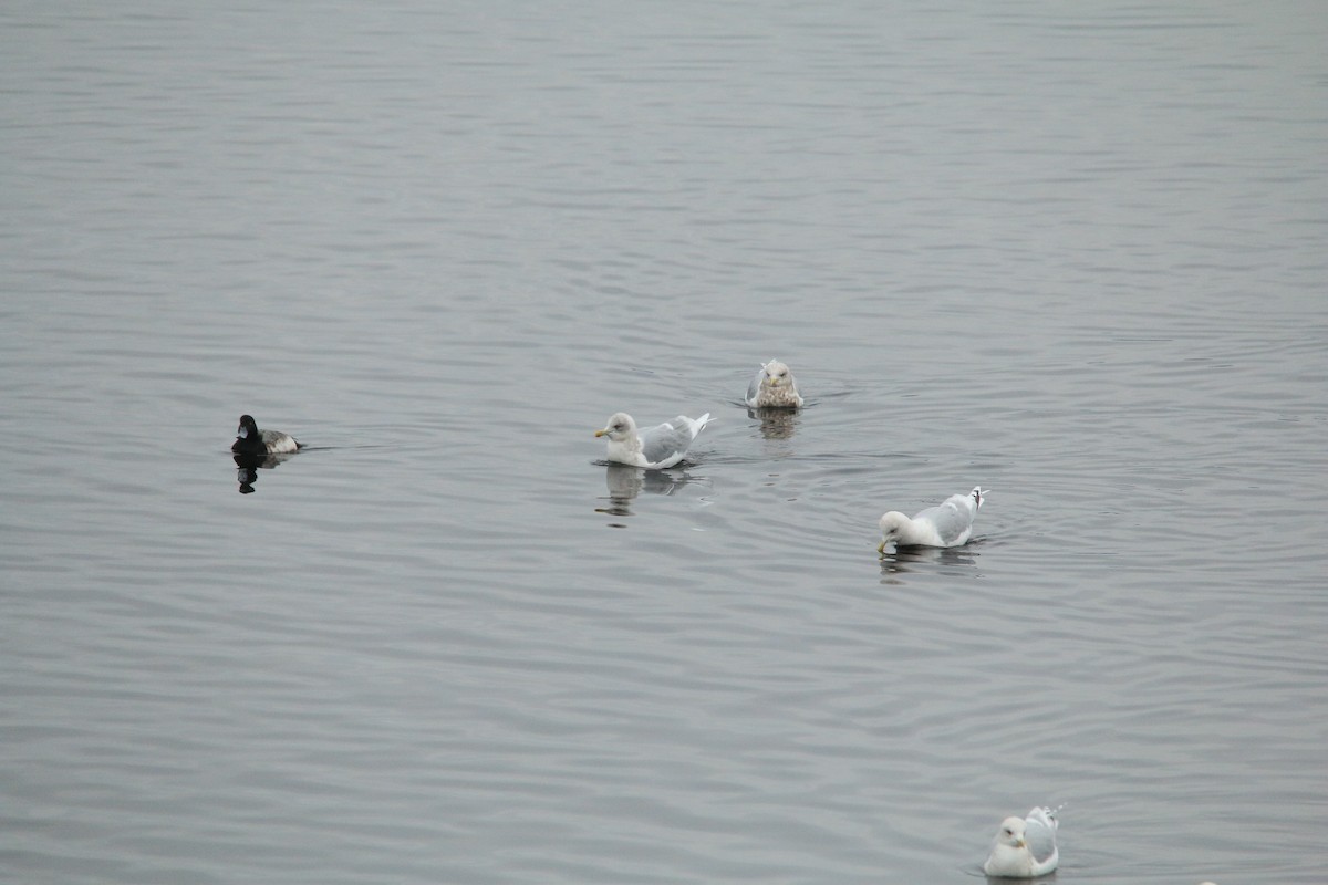Iceland Gull - ML613103666
