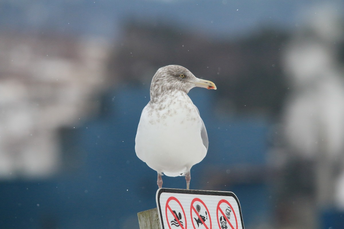 American Herring Gull - ML613103674