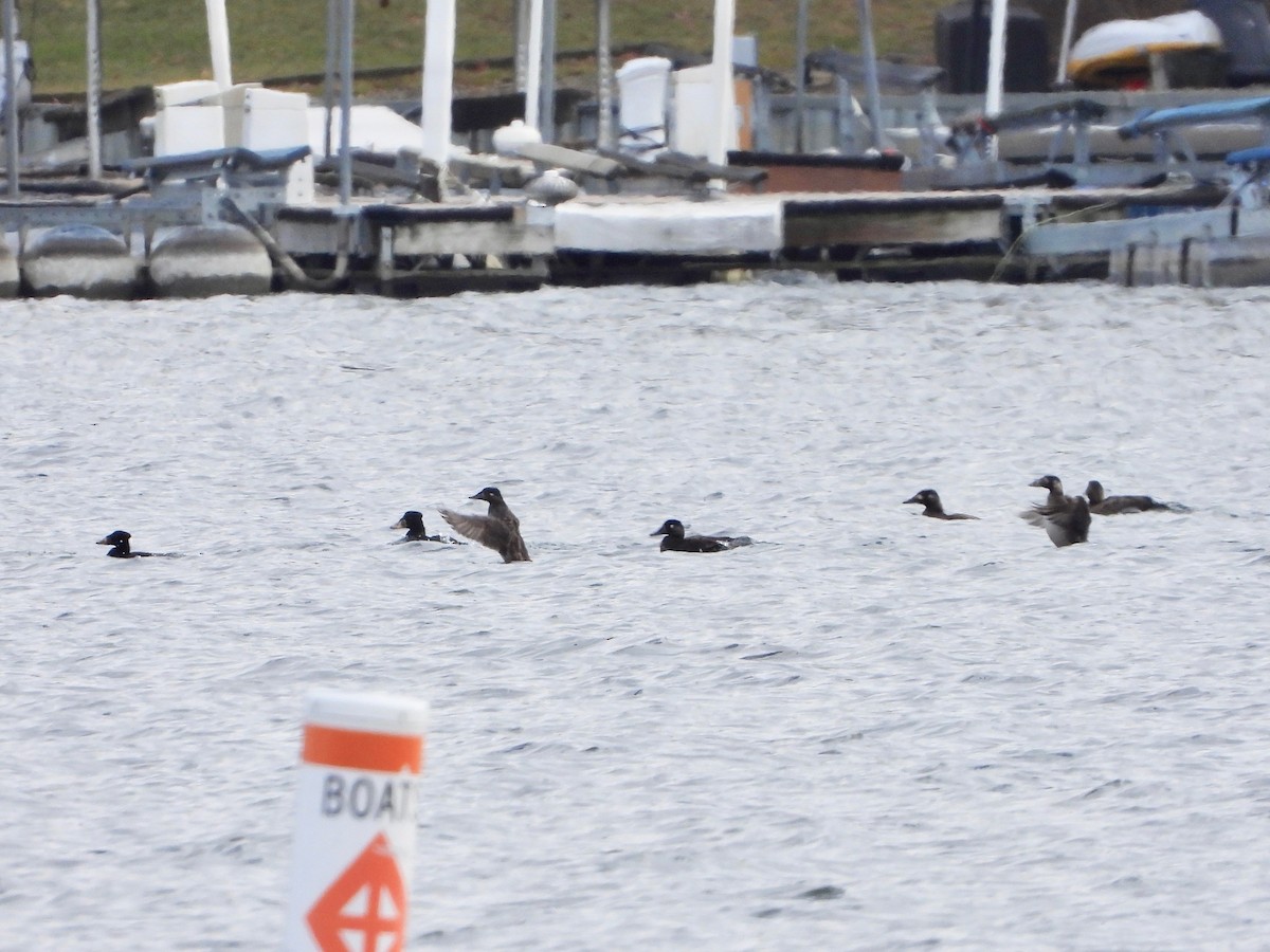 White-winged Scoter - ML613103781