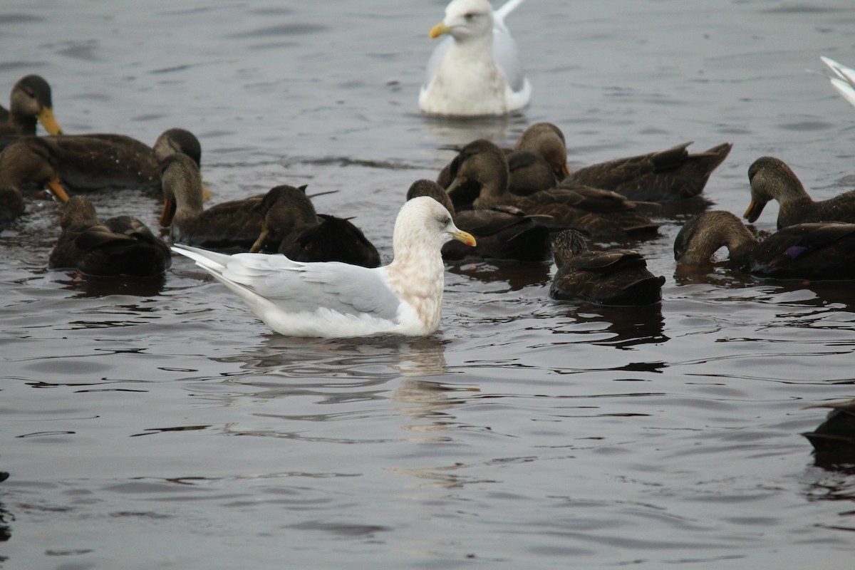 American Black Duck - ML613103800
