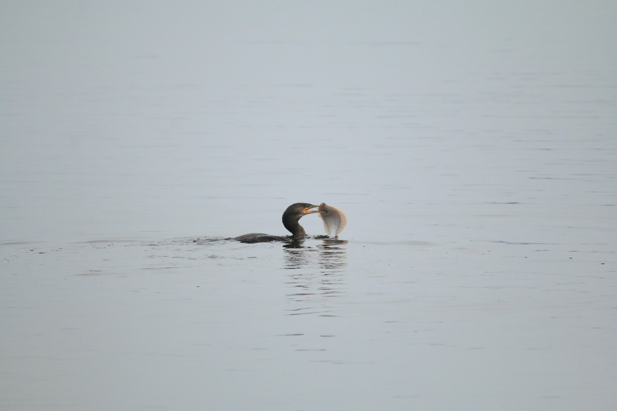 Double-crested Cormorant - ML613103834