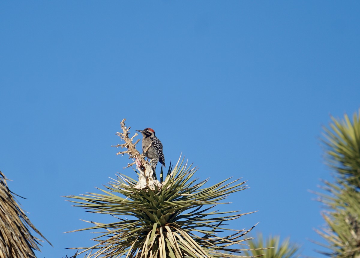 Ladder-backed Woodpecker - tyler krul