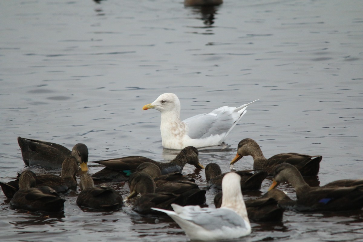 Iceland Gull - ML613103891