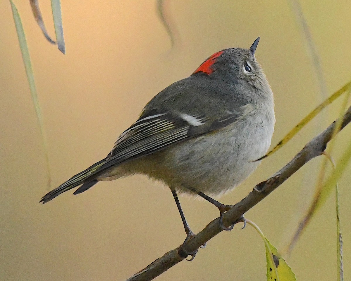 Ruby-crowned Kinglet - Ted Wolff