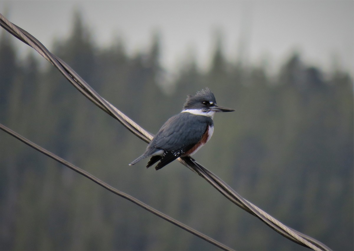 Belted Kingfisher - ML613103964