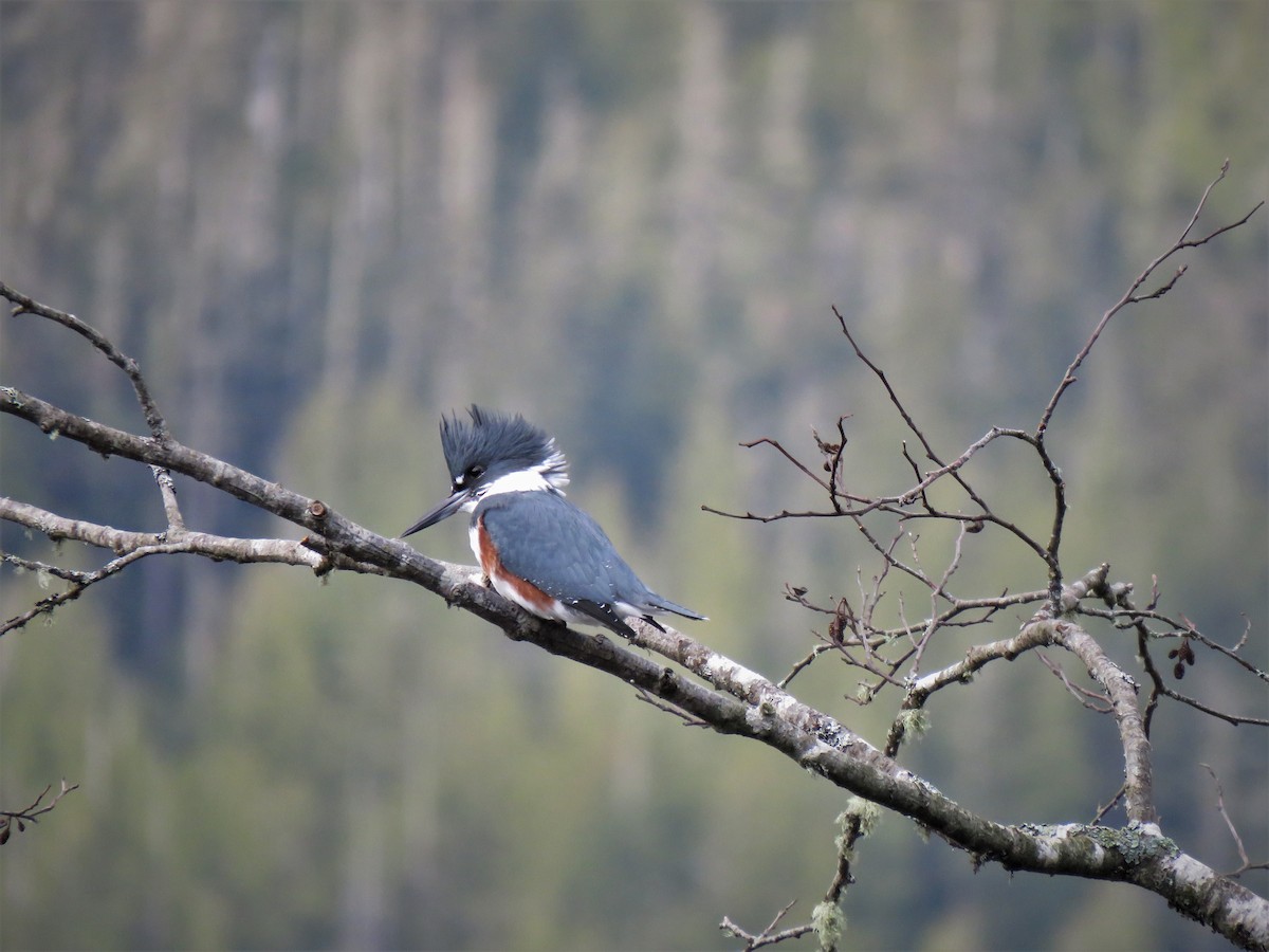 Belted Kingfisher - ML613103965