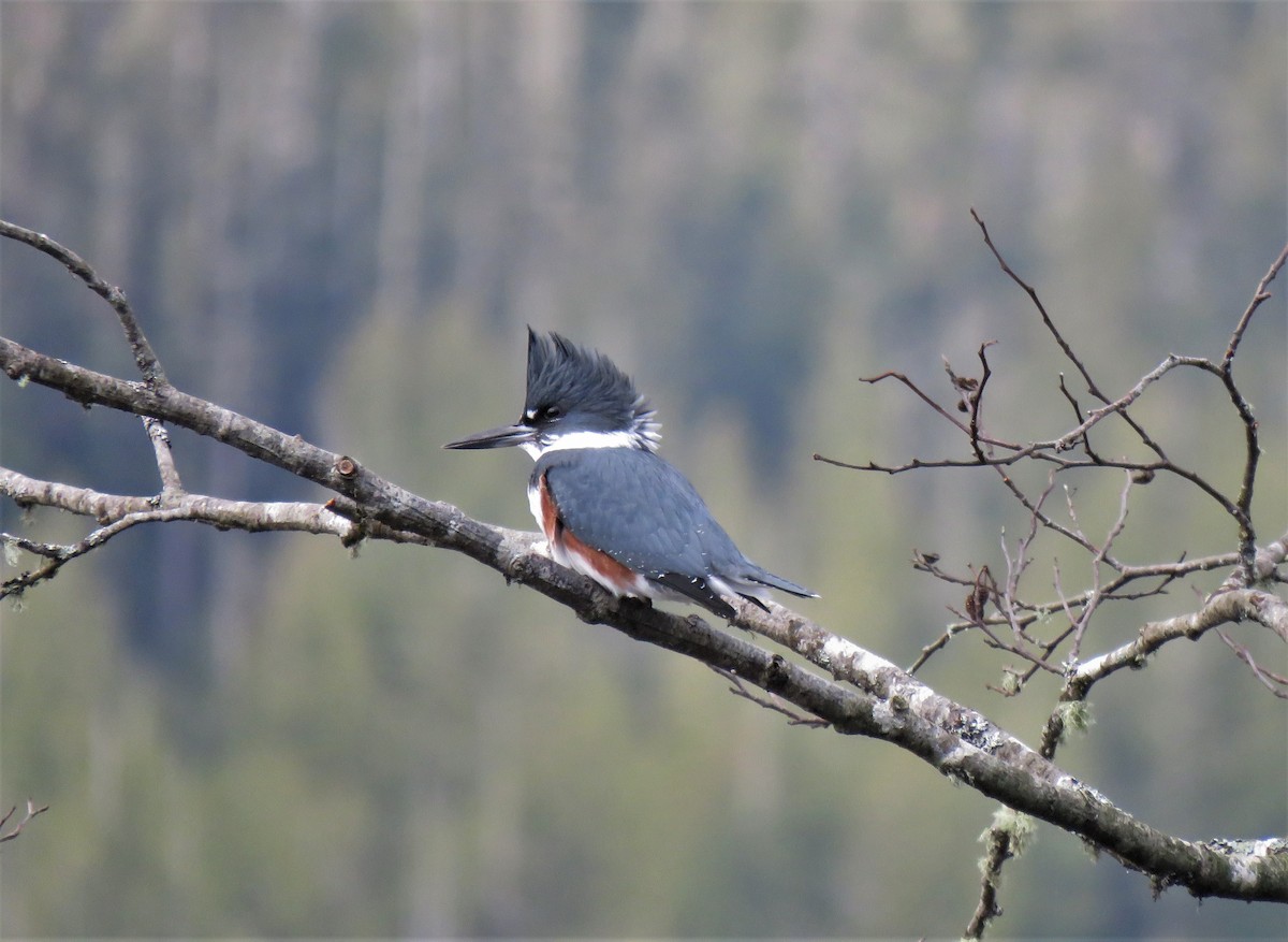 Belted Kingfisher - ML613103966
