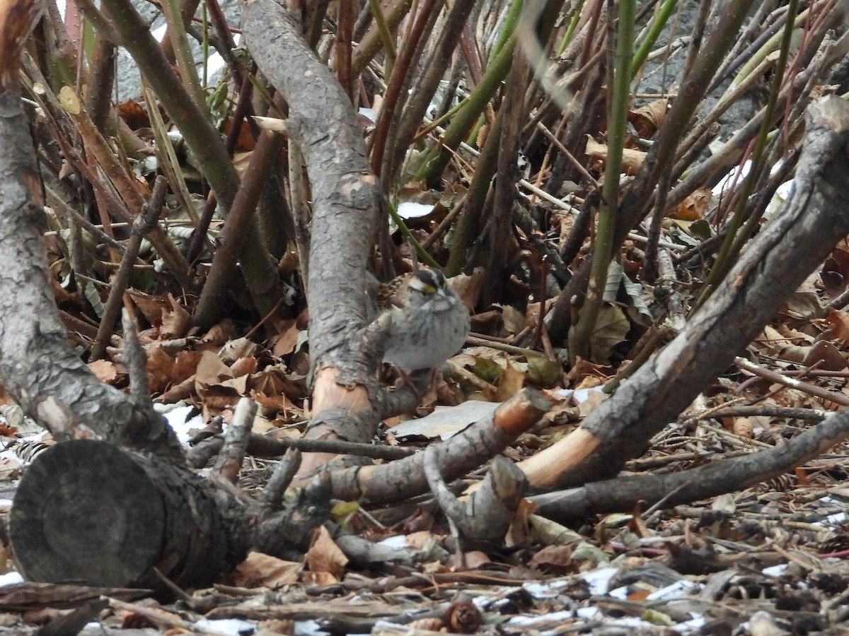 White-throated Sparrow - Jim Lind