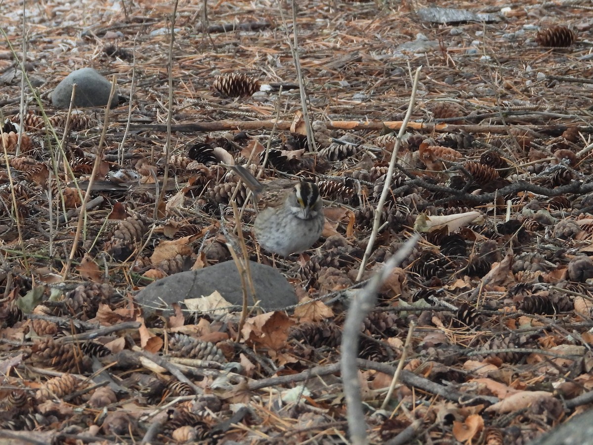 White-throated Sparrow - Jim Lind